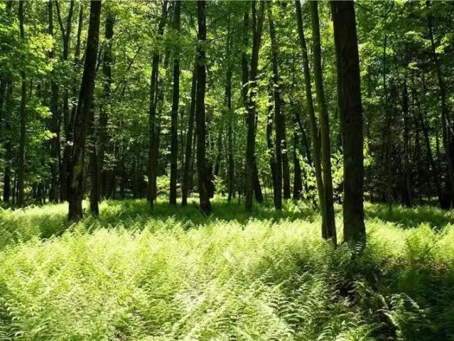 House for rent in Lexington, North Carolina