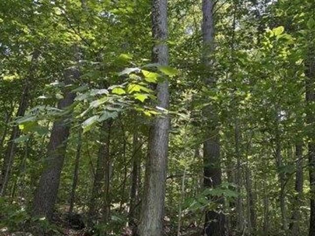 Land for sale in Salisbury, Vermont