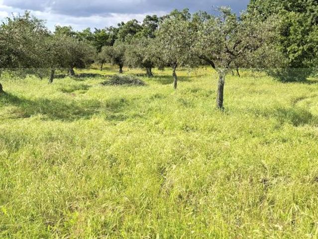 Terreno venda em Castelo Branco, Penamacor