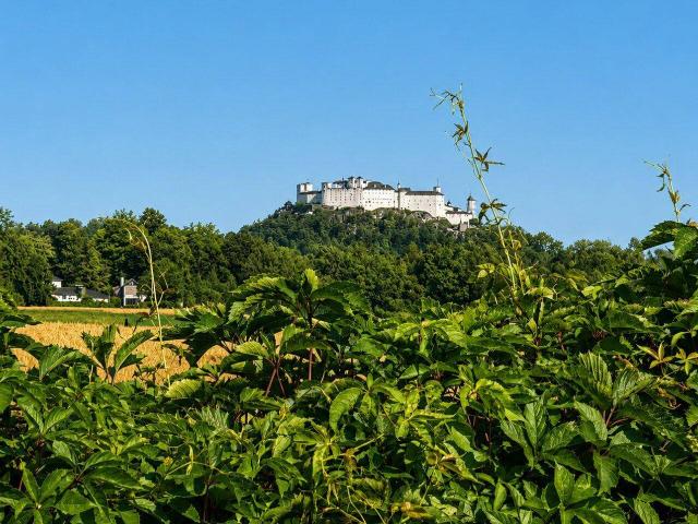 Immobilie kaufen in Salzburg-Süd, Salzburg