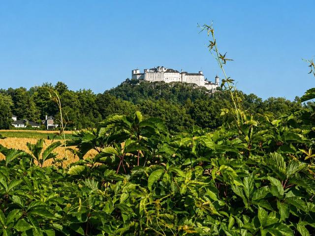 Grundstück kaufen in Salzburg
