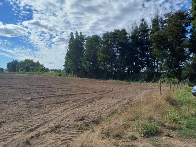 San Javier de Loncomilla, El Olivar/Yerbas Buenas