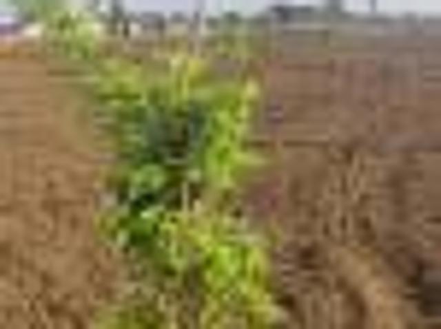 Land for sale in Pothreddipalle, Sangareddy mandal