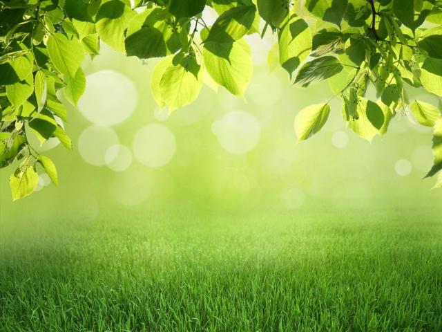 Terrain vente à France métropolitaine, Sanguinet