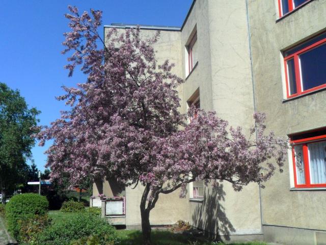 Apartment mieten in Falkenhagener Feld, Berlin