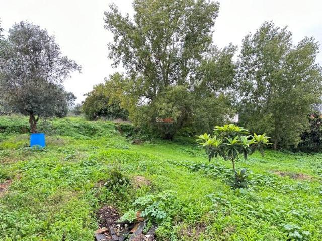 Terreno venda em Santarém