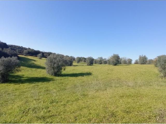 Terreno venda em Santarém
