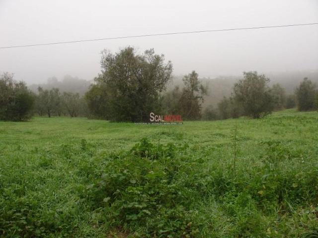 Terreno venda em Santarém