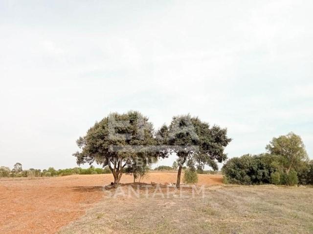 Terreno venda em Advagar, Santarém