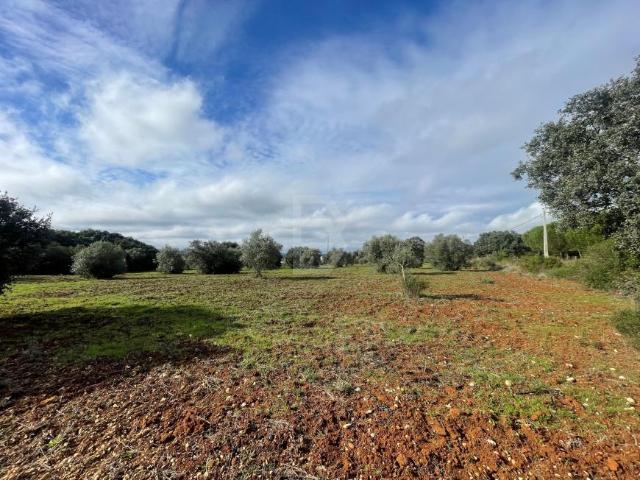 Terreno venda em Santarém