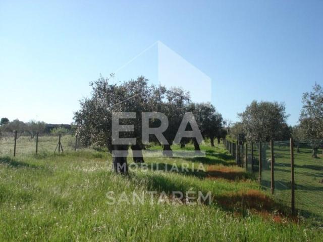 Terreno venda em Santarém