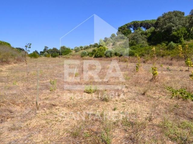 Terreno venda em Santarém
