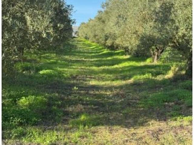 Terreno venda em Santarém