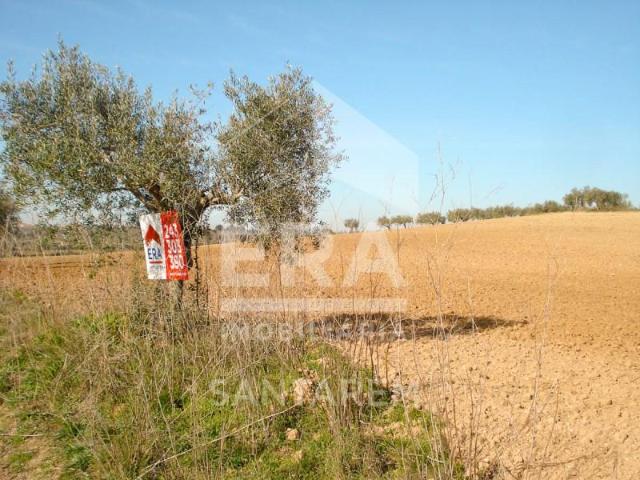 Terreno venda em Santarém