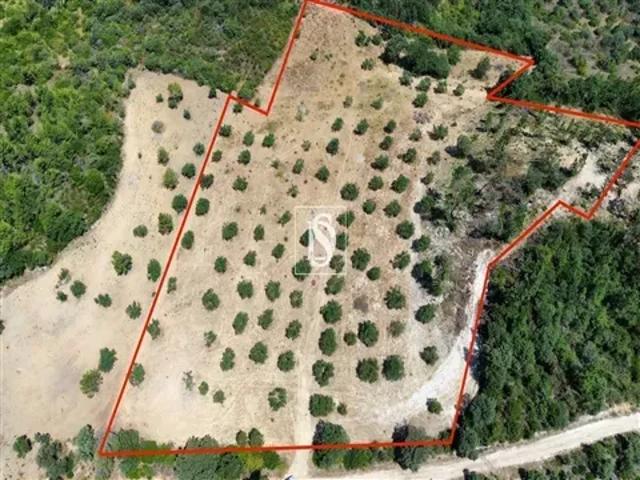 Terreno venda em Santarém