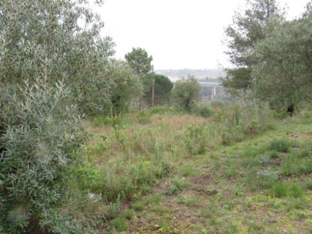 Terreno venda em Madalena e Beselga, Tomar