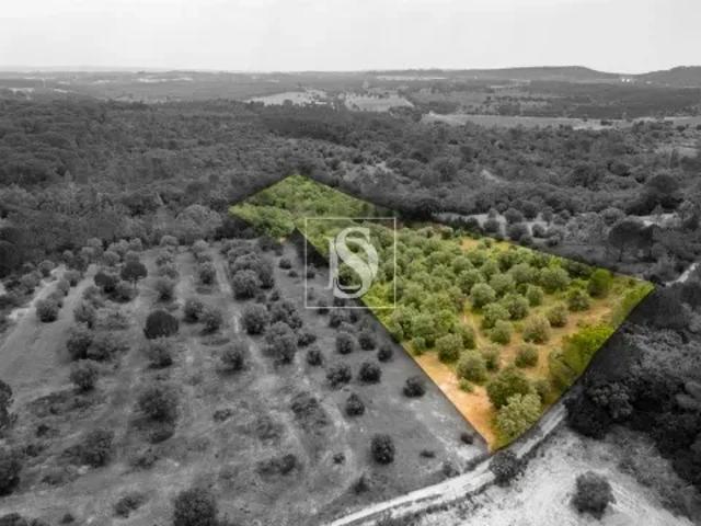 Terreno venda em Torres Novas, Santarém