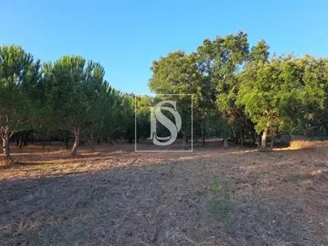 Terreno venda em Torres Novas, Santarém