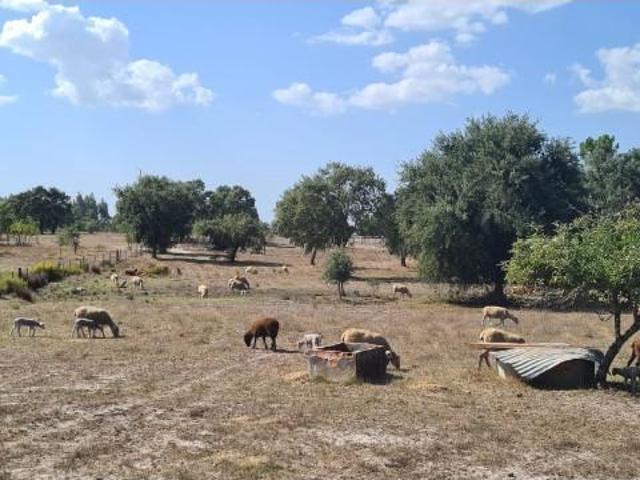 Terreno venda em Santiago Do Cacém, São Domingos Terreno venda em Santiago Do Cacém, São Domingos