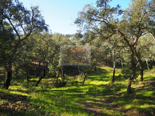 Terreno venda em Santiago Do Cacém, Setúbal