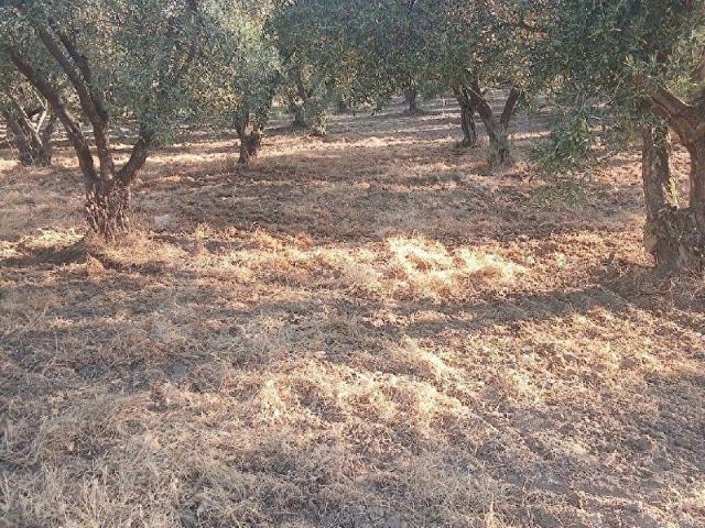 Sarıçam, Saruhanlı içerisinde satılık mülk