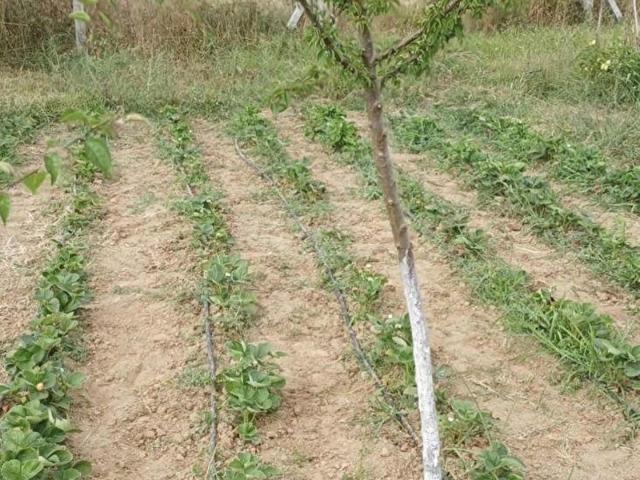 Saray, Tekirdağ içerisinde satılık Arsa