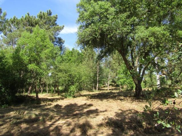 Terreno venda em Sardoal, Santarém