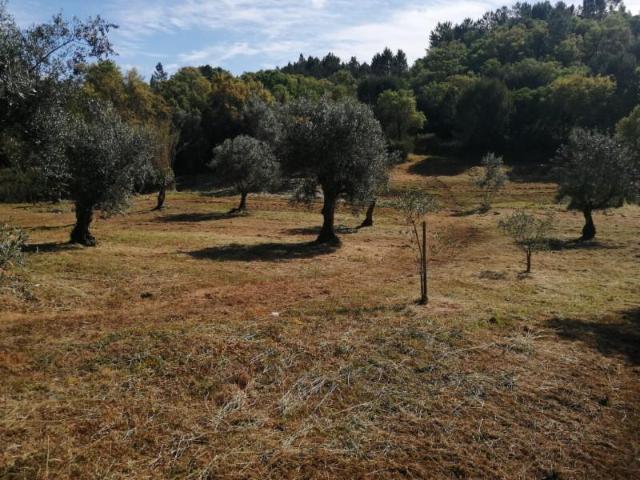 Terreno venda em Sardoal, Santarém