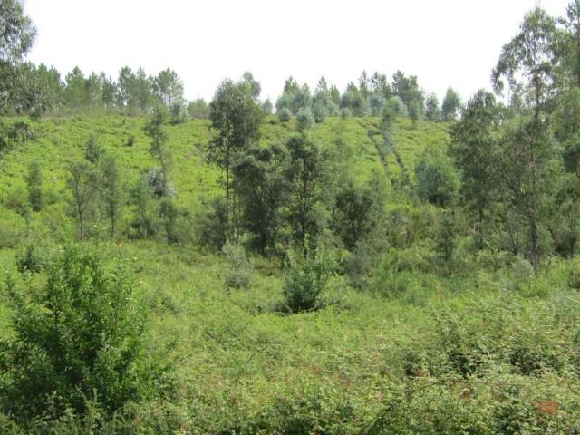 Terreno venda em Sardoal, Santarém