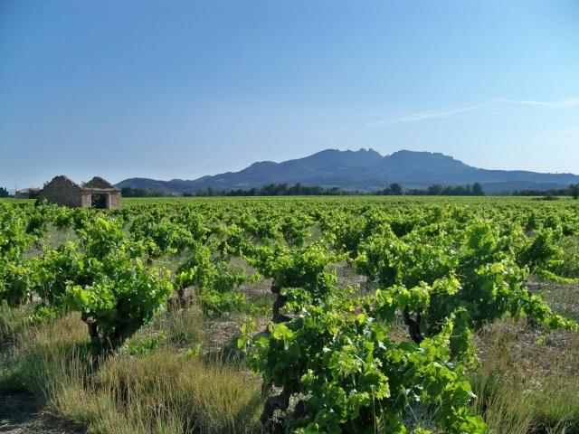 Terrain vente à Carpentras, Sarrians