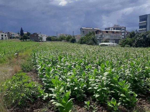Bafra, Samsun içerisinde satılık Arsa