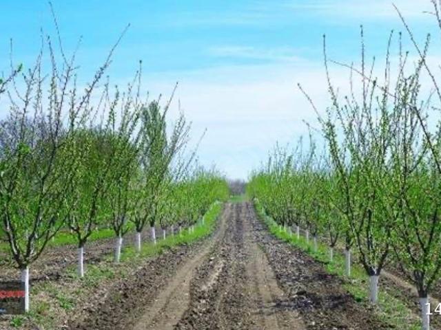 Alaşehir, Manisa içerisinde satılık Arsa