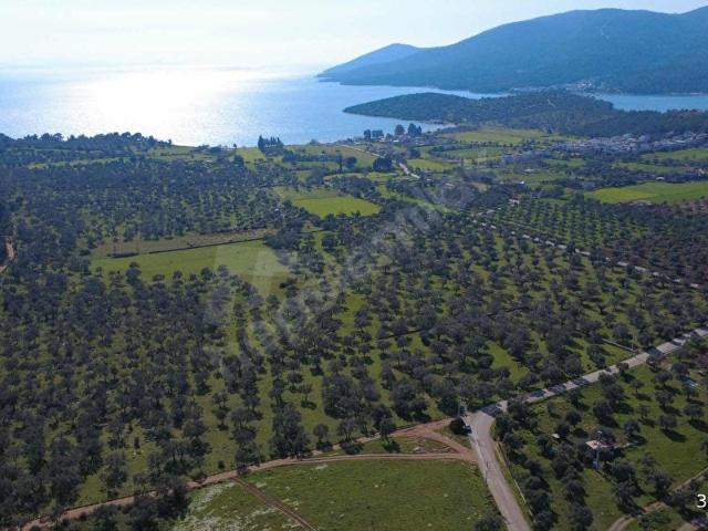 Milas, Muğla içerisinde satılık mülk