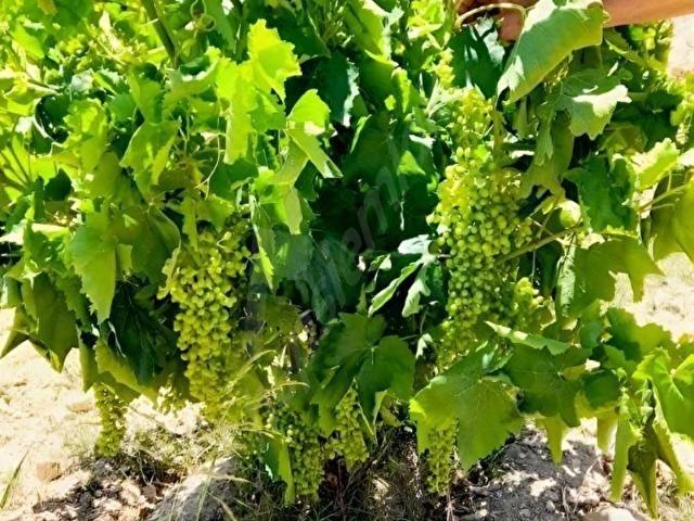 Çal, Denizli içerisinde satılık Arsa