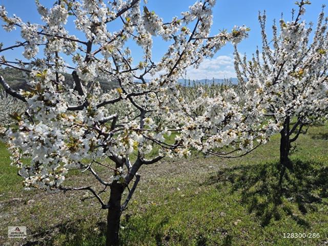 Tokat Merkez, Tokat içerisinde satılık mülk