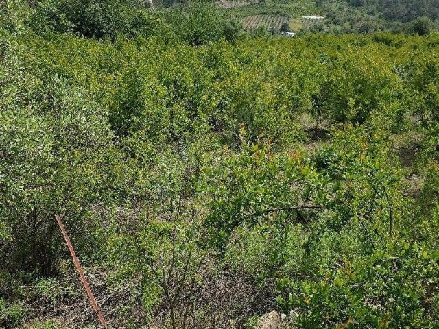 Kumluca, Antalya içerisinde satılık mülk