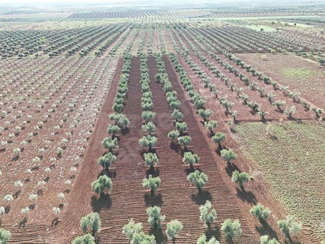 Arpakesmez Köyü, Kilis Merkez içerisinde satılık mülk