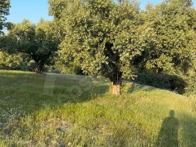 Saruhanli, Manisa içerisinde satılık mülk