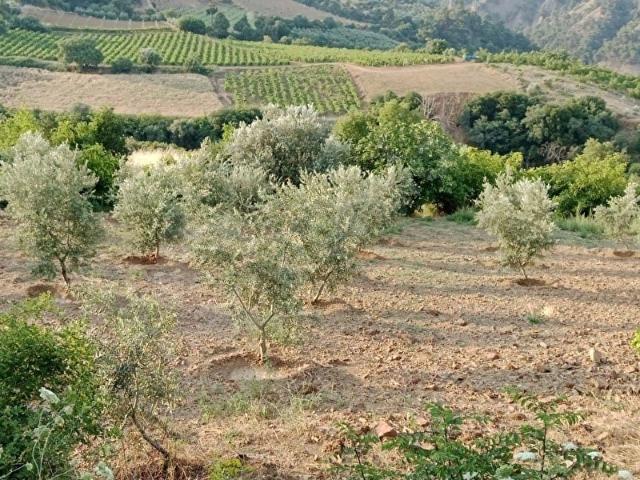 Salihli, Manisa içerisinde satılık mülk
