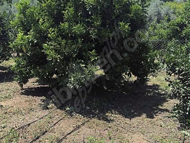 Akdeniz, Mersin içerisinde satılık mülk