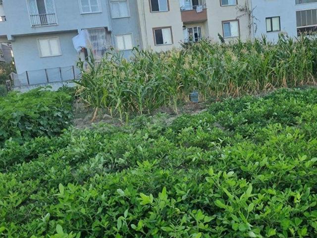 Gürsu, Bursa içerisinde satılık Arsa