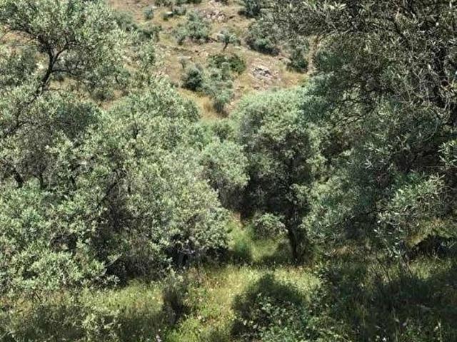 Bayindir, İzmir içerisinde satılık mülk