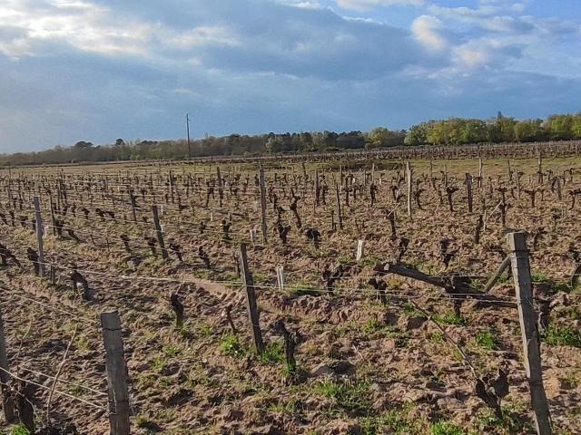 Terrain vente à Chinon, Savigny-en-véron