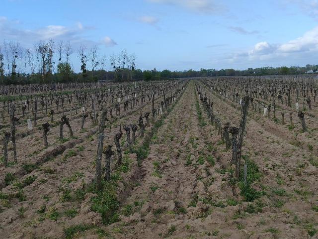 Terrain vente à Chinon, Savigny-en-véron