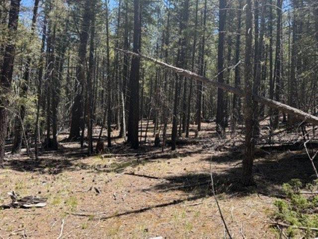 Land for sale in Pecos, New Mexico