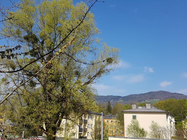 Wohnung mieten in Salzburg-Süd, Salzburg