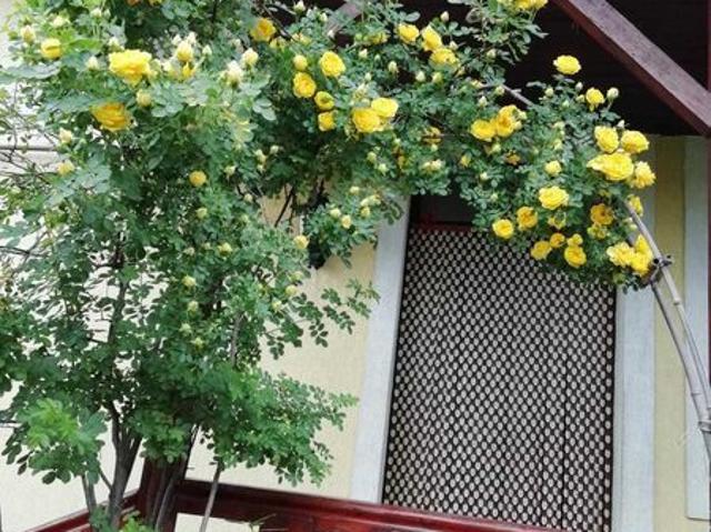Casă vânzări în Deva
