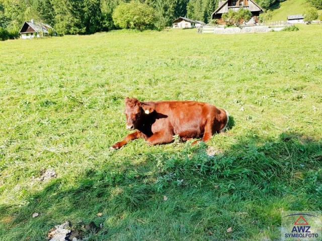 Grundstück kaufen in Parz, Grieskirchen