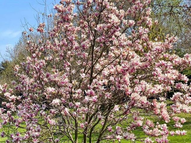 Haus kaufen in Trumau, Niederösterreich