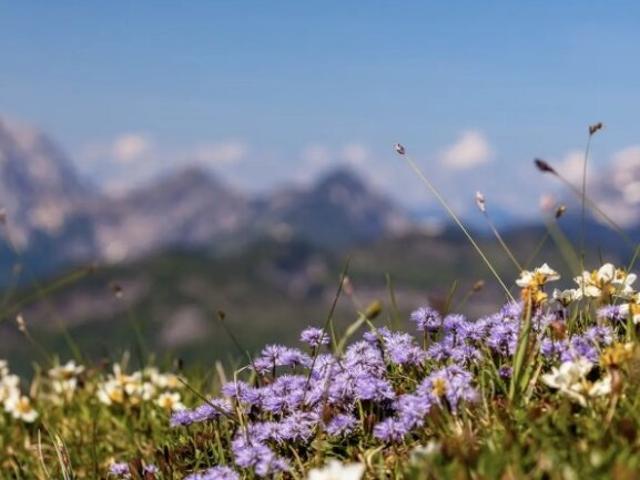 Grundstück kaufen in Reichenau, Kärnten